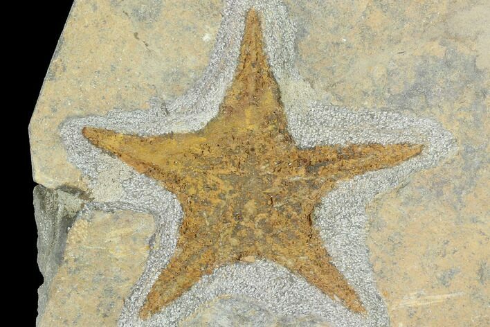 Ordovician Starfish (Petraster?) - Morocco #100138